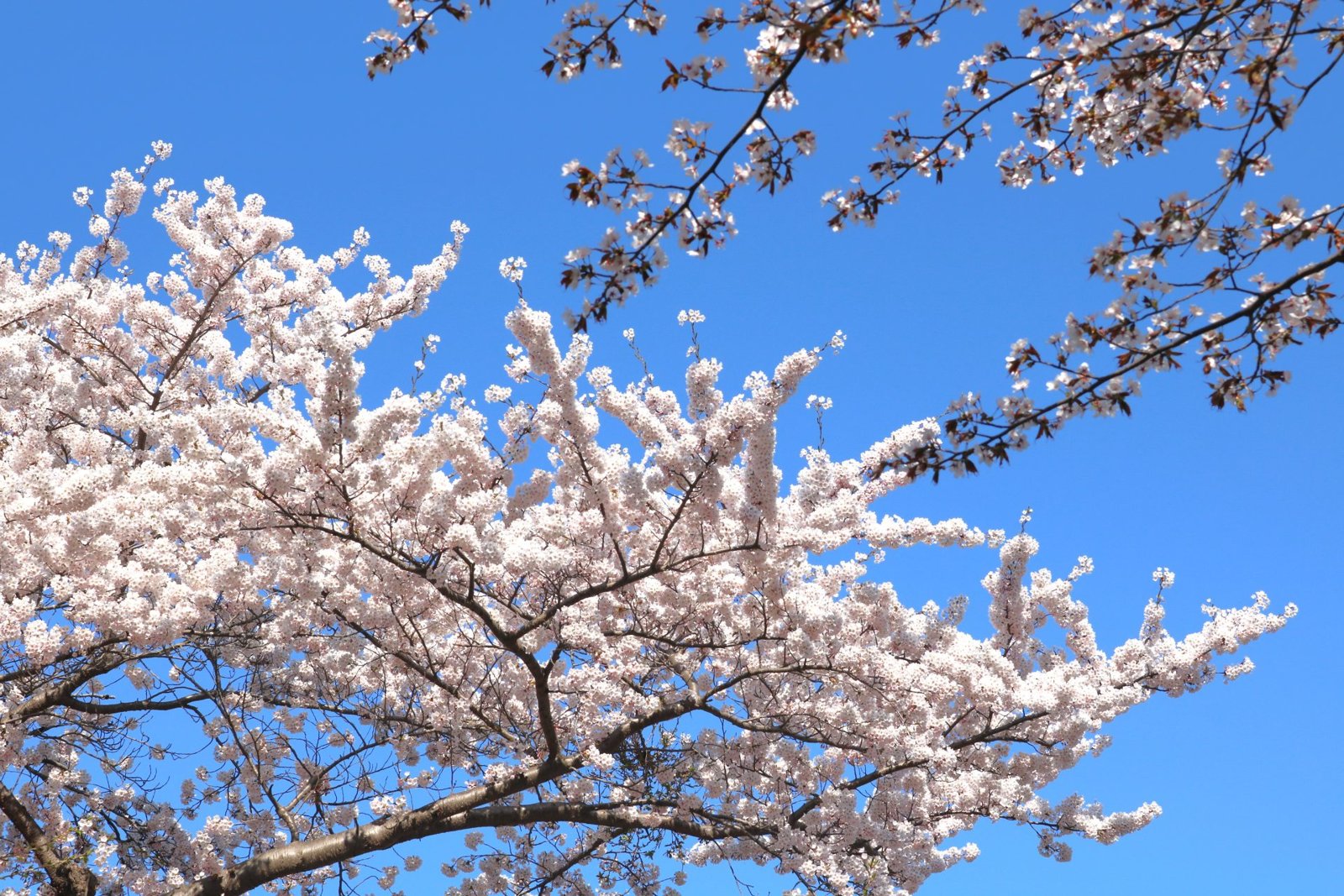 삿포로에도 드디어 봄이 왔어요. 삿포로 벚꽃 명소 추천! 일본에서 벚꽃을 즐기는 방법.